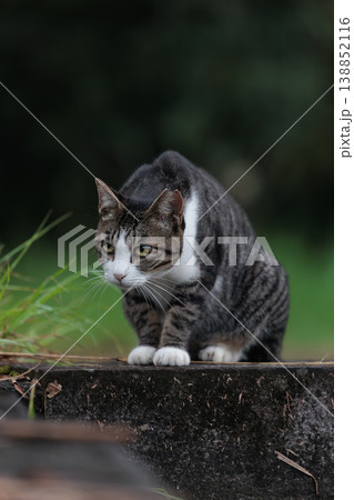 早朝の見つめる野良猫 早朝の見つめる野良猫 138852116