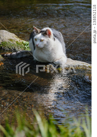 湖面を見つめるキジトラ柄の野良猫 湖面を見つめるキジトラ柄の野良猫 138852118