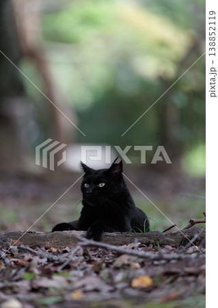落ち葉の上で佇む黒猫の野良猫 落ち葉の上で佇む黒猫の野良猫 138852119