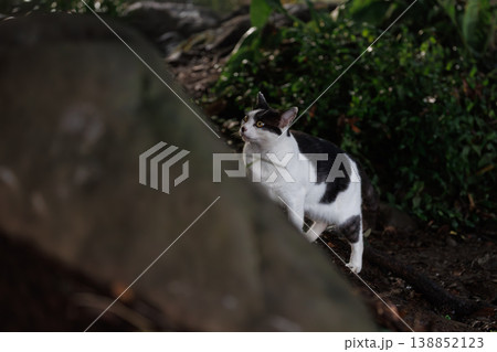 つぶらな瞳で見上げるぶち猫柄の野良猫 138852123