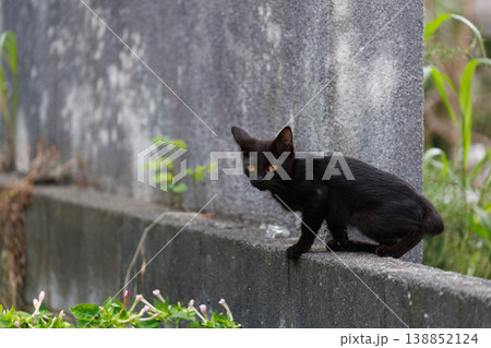 黒猫の子猫の野良猫 黒猫の子猫の野良猫 138852124