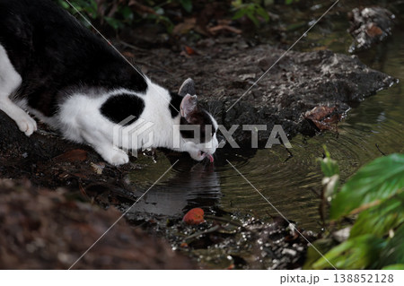 池で水を飲んでるぶち猫柄の野良猫 池で水を飲んでるぶち猫柄の野良猫 138852128