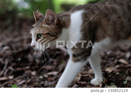 可愛いキジトラ柄とぶち猫柄の野良猫 可愛いキジトラ柄とぶち猫柄の野良猫 138852129