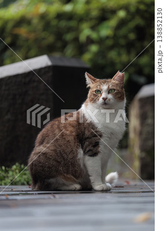 キリッとしてるかっこいい野良猫 キリッとしてるかっこいい野良猫 138852130