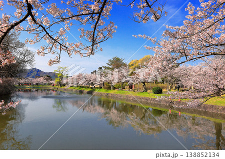 鶴岡公園桜まつり 鶴岡公園桜まつり 138852134