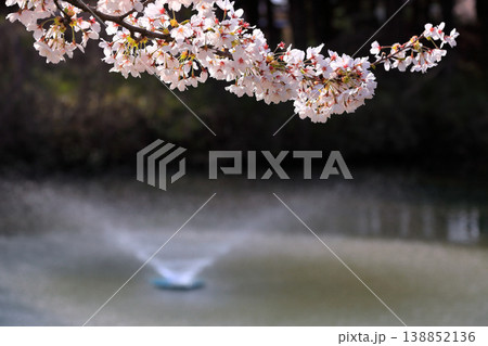 鶴岡公園桜まつり 鶴岡公園桜まつり 138852136