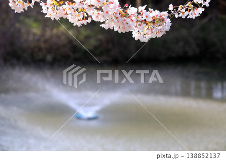 鶴岡公園桜まつり 鶴岡公園桜まつり 138852137