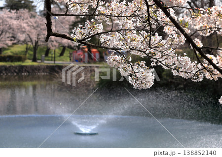 鶴岡公園桜まつり 138852140