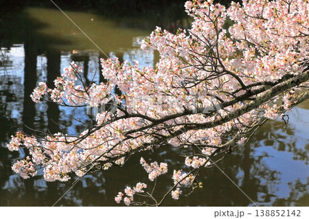 鶴岡公園桜まつり 鶴岡公園桜まつり 138852142