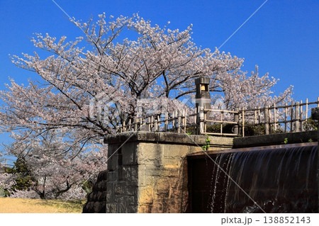 鶴岡公園桜まつり 鶴岡公園桜まつり 138852143
