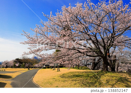 鶴岡公園桜まつり 鶴岡公園桜まつり 138852147