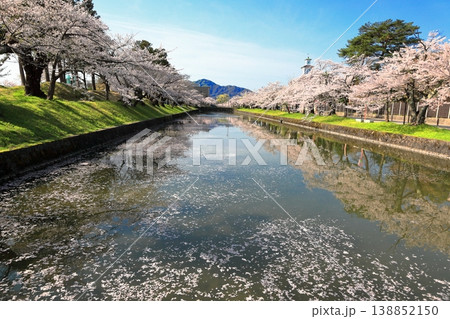 鶴岡公園桜まつり 鶴岡公園桜まつり 138852150