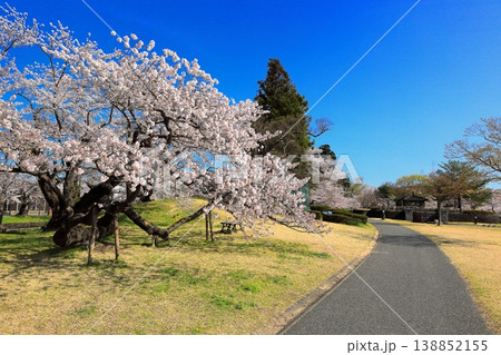 鶴岡公園桜まつり 138852155
