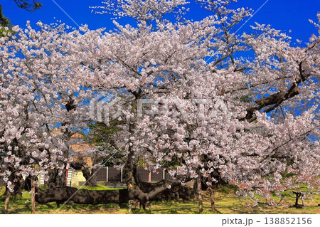 鶴岡公園桜まつり 鶴岡公園桜まつり 138852156