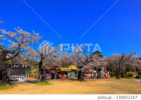 鶴岡公園桜まつり 鶴岡公園桜まつり 138852167
