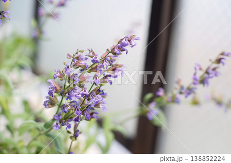 セージの花 紫 ハーブ マクロ bokeh flower セージの花 紫 ハーブ マクロ bokeh flower 138852224