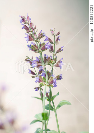 セージの花 紫 ハーブ マクロ bokeh flower セージの花 紫 ハーブ マクロ bokeh flower 138852225