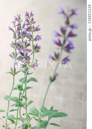 セージの花 紫 ハーブ マクロ bokeh flower セージの花 紫 ハーブ マクロ bokeh flower 138852226