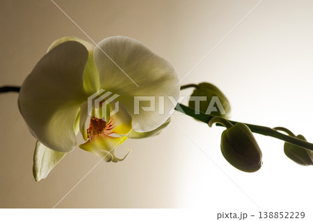 胡蝶蘭 白 花 蕾 マクロ orchid flower 胡蝶蘭 白 花 蕾 マクロ orchid flower 138852229