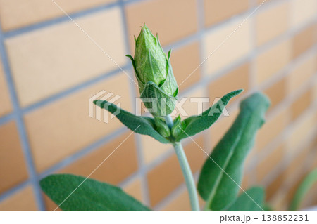 セージ 蕾 ハーブ 成長 マクロ sage bud 138852231
