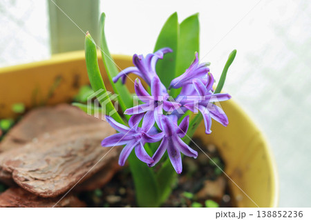 ヒヤシンス 紫 花 鉢植え 春 hyacinth flower 138852236
