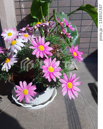 花のある風景　ピンクの花 138852387