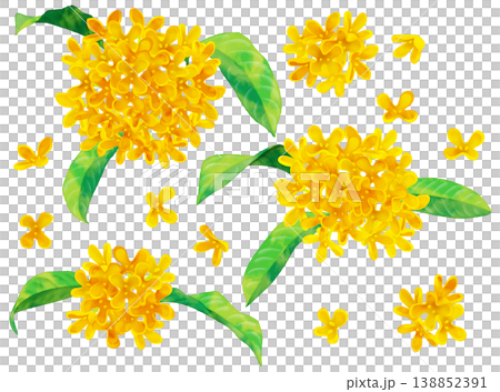 金木犀　水彩風 138852391