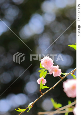 春の埴生公園に咲いた八重桜 春の埴生公園に咲いた八重桜 138852419