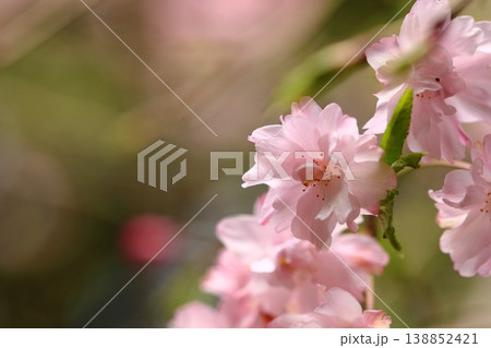 春の埴生公園に咲いた八重桜 138852421