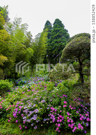 千葉県 服部農園の紫陽花風景 千葉県 服部農園の紫陽花風景 138852429