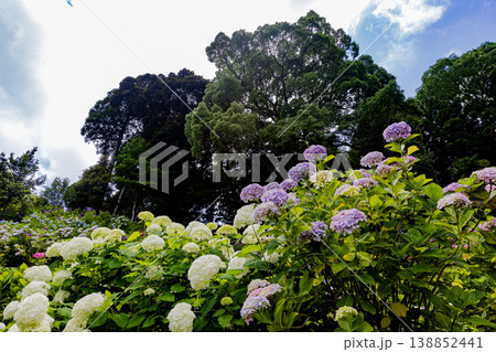 千葉県 服部農園の紫陽花風景 千葉県 服部農園の紫陽花風景 138852441