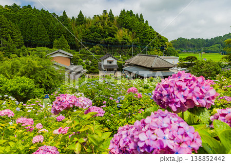 千葉県 服部農園の紫陽花風景 千葉県 服部農園の紫陽花風景 138852442