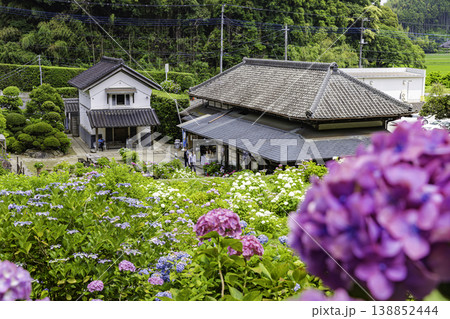 千葉県 服部農園の紫陽花風景 千葉県 服部農園の紫陽花風景 138852444