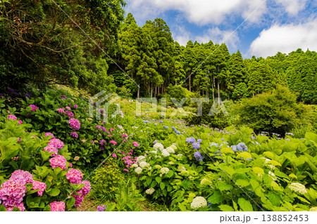 千葉県 服部農園の紫陽花風景 千葉県 服部農園の紫陽花風景 138852453