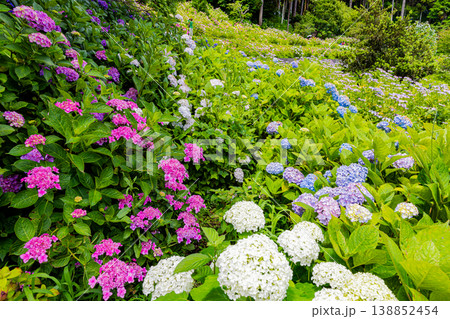 千葉県 服部農園の紫陽花風景 千葉県 服部農園の紫陽花風景 138852454