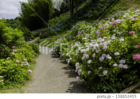 千葉県 服部農園の紫陽花風景 千葉県 服部農園の紫陽花風景 138852455
