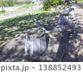 公園の鳩　鳩がいる景色 138852493