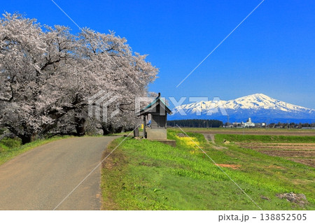 馬渡の桜並木 馬渡の桜並木 138852505