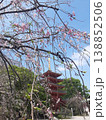 桜の木と建造物 138852506