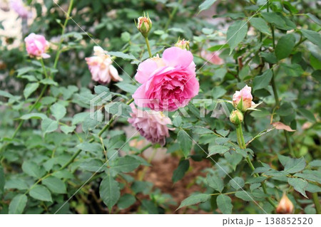 霜降前の庭、淡紅の薔薇たち 霜降前の庭、淡紅の薔薇たち 138852520