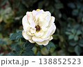 神無月の静けさの中で咲き誇る白薔薇 138852523