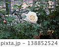 深秋の薄暗い庭に浮かび上がる純白の薔薇 138852524