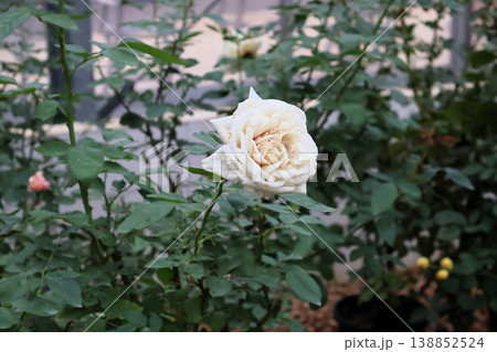 深秋の薄暗い庭に浮かび上がる純白の薔薇 深秋の薄暗い庭に浮かび上がる純白の薔薇 138852524