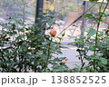 霜降の朝、ひっそりと開こうとする薔薇 138852525