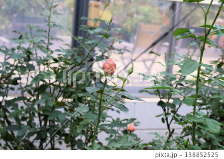 霜降の朝、ひっそりと開こうとする薔薇 霜降の朝、ひっそりと開こうとする薔薇 138852525