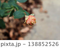 落ち葉舞う晩秋の小径に佇む薔薇のつぼみ 138852526