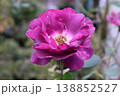 秋霖の庭に野性的に咲く紫薔薇 138852527