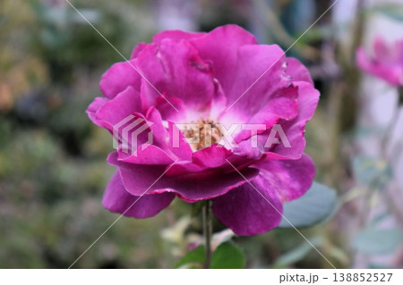 秋霖の庭に野性的に咲く紫薔薇 138852527