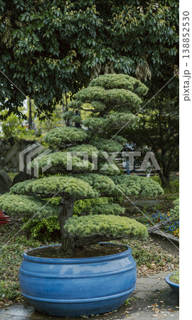 鉢植えの盆栽と日本庭園の緑の風景 鉢植えの盆栽と日本庭園の緑の風景 138852530