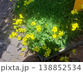 道端に咲く黄色い花 138852534